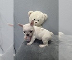 Puppy 2 French Bulldog