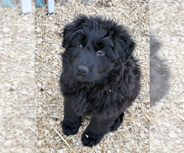 Medium Photo #3 German Shepherd Dog Puppy For Sale in NEWVILLE, PA, USA