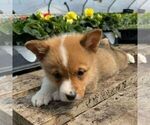 Small Photo #3 Pembroke Welsh Corgi Puppy For Sale in ROCKVILLE, IN, USA