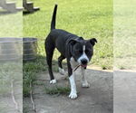 Small #3 American Pit Bull Terrier