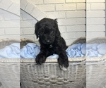Small Photo #29 Aussiedoodle Puppy For Sale in LA CRESCENT, MN, USA