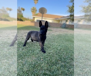 Malinois Puppy for sale in BANNING, CA, USA