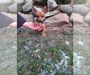 Chipin Puppy for sale in SHIPSHEWANA, IN, USA