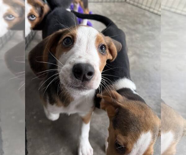 Medium Photo #6 Mutt Puppy For Sale in Roxboro, NC, USA