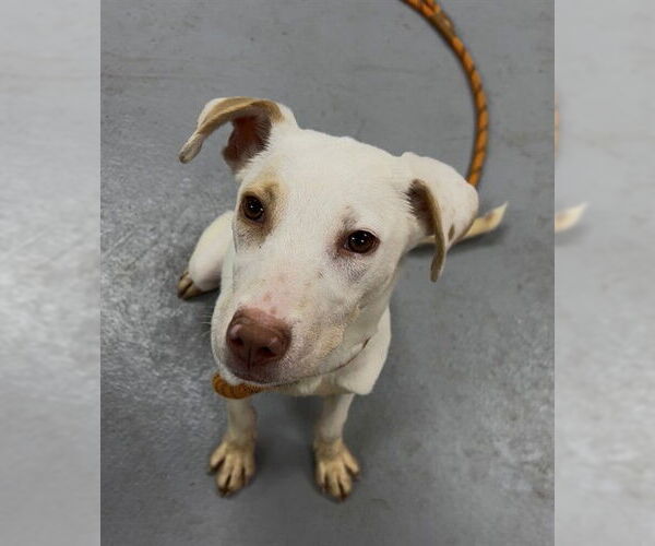 Medium Photo #1 Labrador Retriever-Unknown Mix Puppy For Sale in Louisville, KY, USA