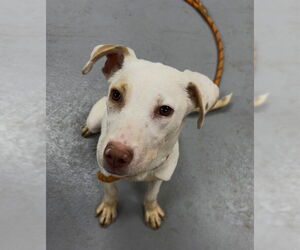 Labrador Retriever-Unknown Mix Dogs for adoption in Louisville, KY, USA