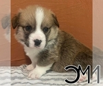 Puppy Ace Pembroke Welsh Corgi
