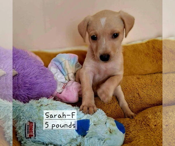 Medium Photo #2 Labrador Retriever-Unknown Mix Puppy For Sale in SHERBURNE, NY, USA