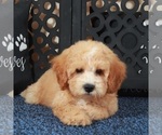 Image preview for Ad Listing. Nickname: Duke