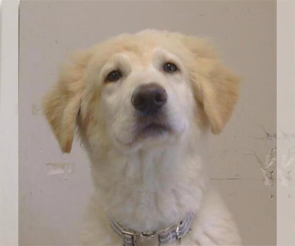 Medium Photo #1 Great Pyrenees-Unknown Mix Puppy For Sale in Sacramento, CA, USA