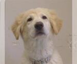 Small Great Pyrenees Mix
