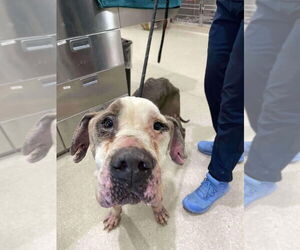 American Pit Bull Terrier-Unknown Mix Dogs for adoption in New York, NY, USA