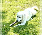 Small #8 Great Pyrenees