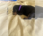 Small Photo #41 Rottweiler Puppy For Sale in RICHLAND, GA, USA
