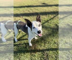 Siberian Husky-Unknown Mix Dogs for adoption in Louisville, KY, USA