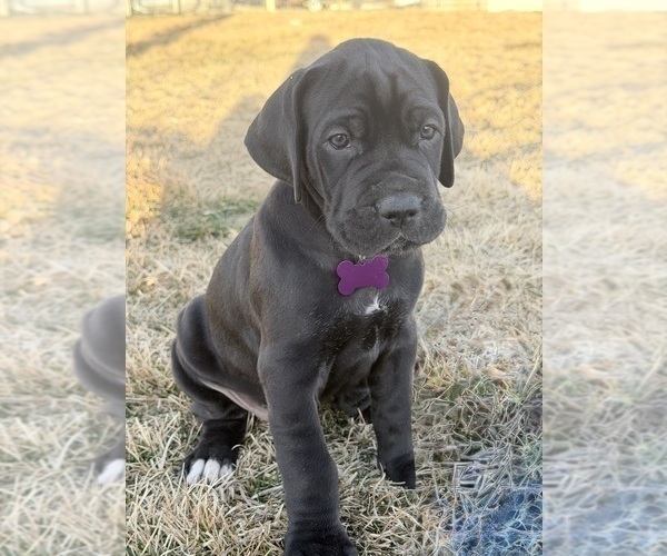 Medium Photo #1 Great Dane Puppy For Sale in OLATHE, CO, USA