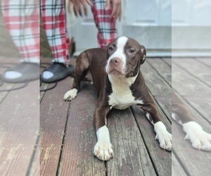 American Pit Bull Terrier Puppy for sale in EAST STROUDSBURG, PA, USA