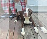 Small American Pit Bull Terrier
