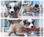 Puppy Sabel Border Collie