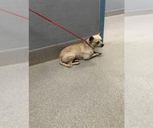 Chihuahua-Unknown Mix Dogs for adoption in Las Vegas, NV, USA