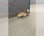 Small Chihuahua Mix
