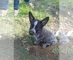 Small Photo #6 Australian Cattle Dog Puppy For Sale in SYLMAR, CA, USA