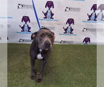Small American Pit Bull Terrier Mix