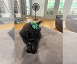 Small #5 Saint Berdoodle