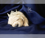 Small Photo #6 English Cream Golden Retriever Puppy For Sale in RINGGOLD, GA, USA