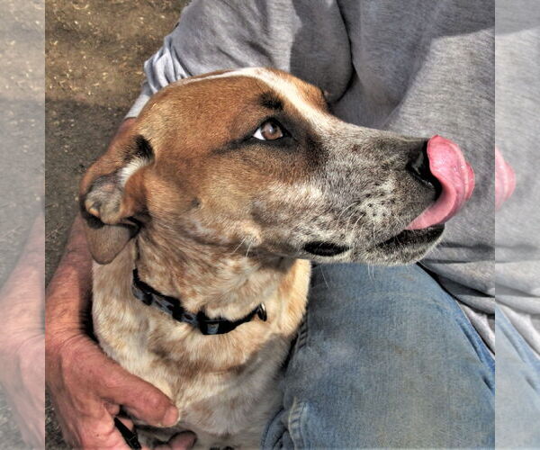 Medium Photo #5 Catahoula Leopard Dog-Unknown Mix Puppy For Sale in Godley, TX, USA