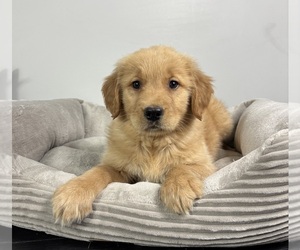 Golden Retriever Puppy for sale in FRANKLIN, IN, USA