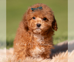 Small #2 Maltipoo (Miniature)