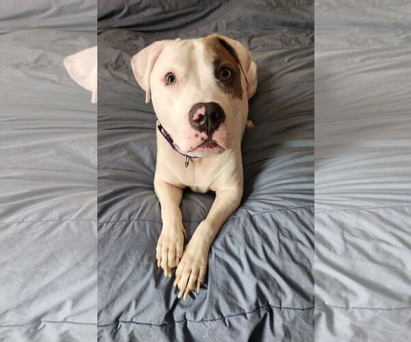 Medium Photo #10 Mutt Puppy For Sale in Philadelphia, PA, USA