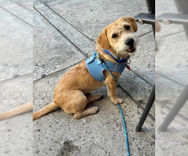 Medium Photo #2 Dachshund-Unknown Mix Puppy For Sale in San Diego, CA, USA