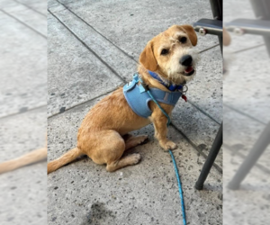 Norman - Male Dachshund-Unknown Mix Dog for Adoption - Photo #2