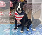 Preston - Male Mutt Dog for Adoption - Small photo