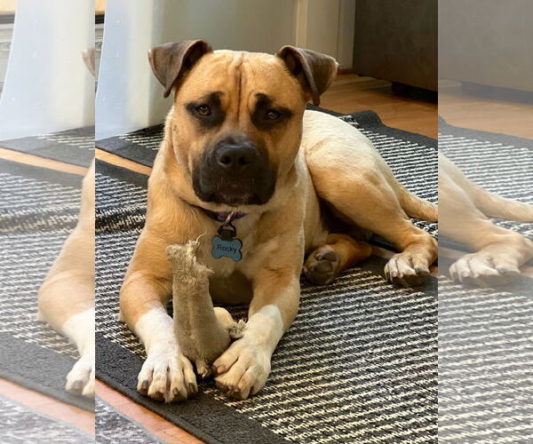 Medium Photo #2 Black Mouth Cur-Unknown Mix Puppy For Sale in Cary, NC, USA