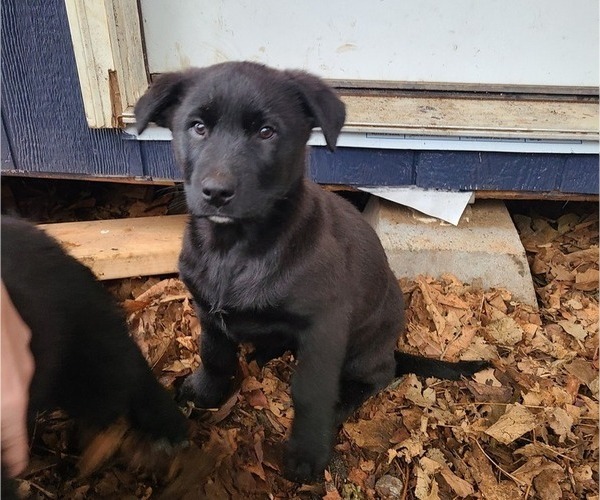 Medium Photo #3 Shepradors Puppy For Sale in LAKEBAY, WA, USA