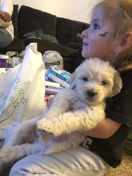 Medium Photo #66 Goldendoodle Puppy For Sale in VACAVILLE, CA, USA