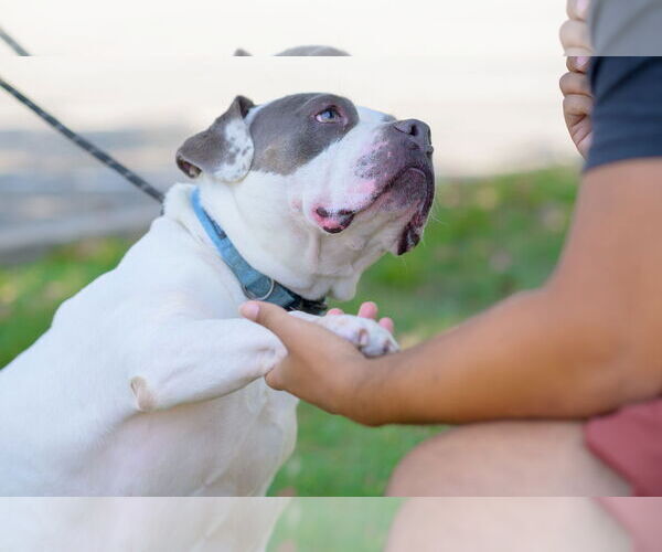 Medium Photo #4 Bulldog-Unknown Mix Puppy For Sale in Perth Amboy, NJ, USA