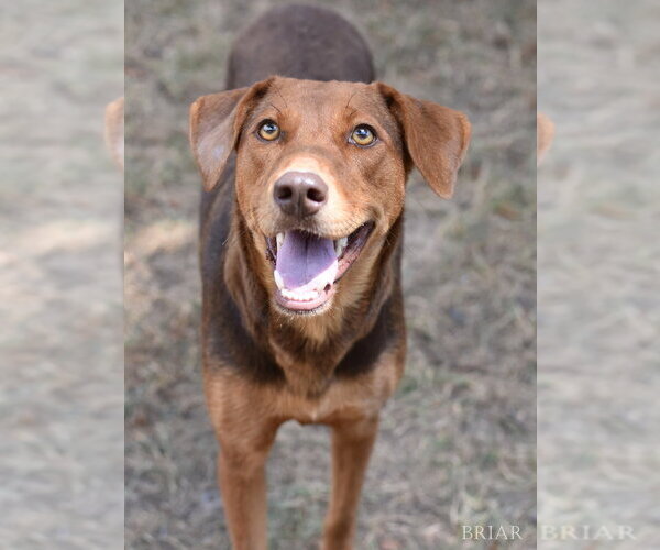 Medium Photo #3 Doberman Pinscher-Unknown Mix Puppy For Sale in Brewster, NY, USA
