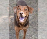 Small #2 Doberman Pinscher Mix