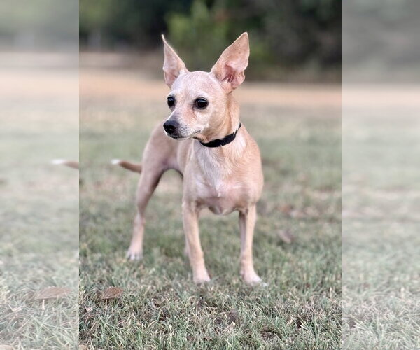 Medium Photo #3 Chihuahua-Unknown Mix Puppy For Sale in PIPE CREEK, TX, USA