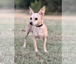 Small Photo #3 Chihuahua-Unknown Mix Puppy For Sale in PIPE CREEK, TX, USA