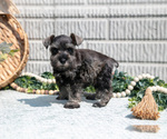Small Photo #11 Schnauzer (Miniature) Puppy For Sale in BALTIC, OH, USA