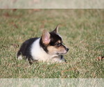 Small Photo #10 Pembroke Welsh Corgi Puppy For Sale in FORT MADISON, IA, USA