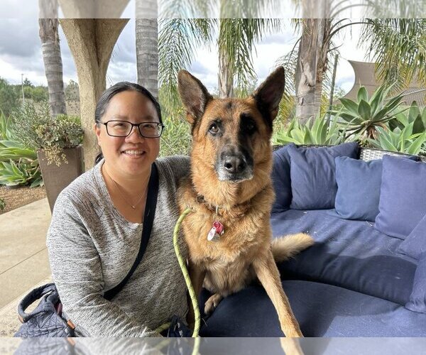 Medium Photo #2 German Shepherd Dog Puppy For Sale in  Ramona, CA, USA