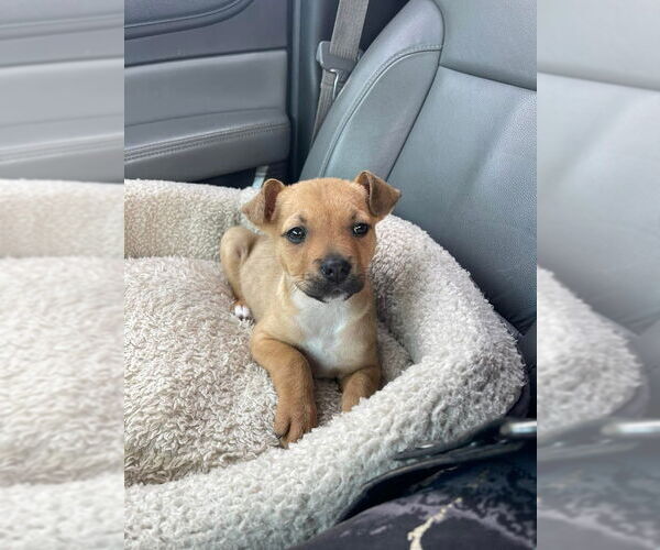 Medium Photo #5 Black Mouth Cur-Unknown Mix Puppy For Sale in Shermans Dale, PA, USA