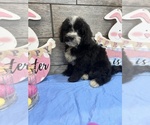 Small Photo #4 Miniature Bernedoodle Puppy For Sale in RICHMOND, IL, USA