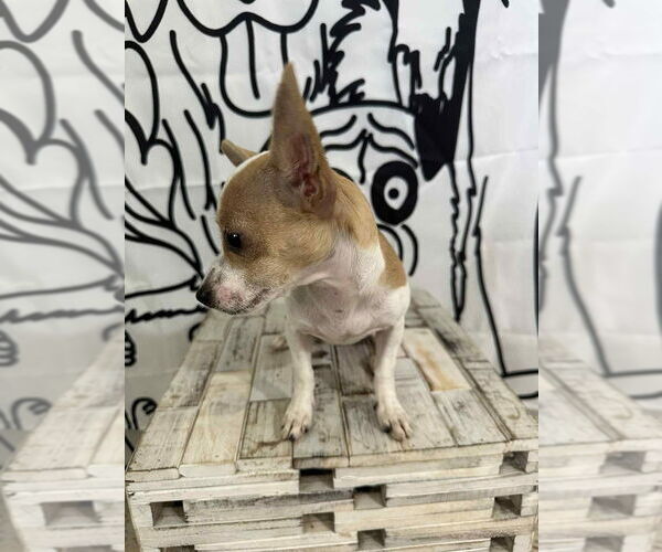 Medium Photo #3 Chihuahua Puppy For Sale in FRAMINGHAM, MA, USA